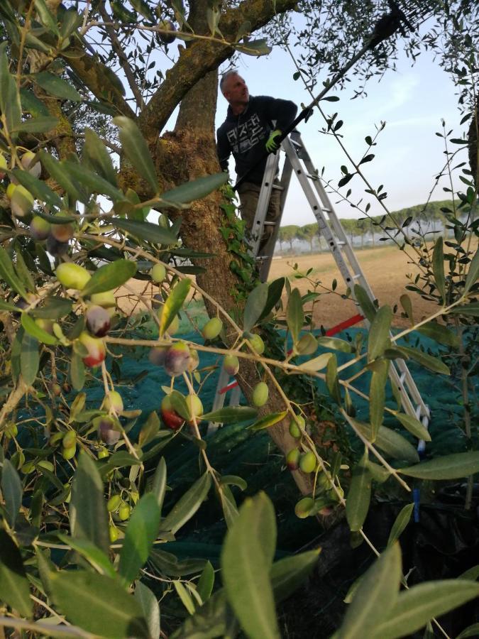 Il Podere Di Sole Roccastrada Εξωτερικό φωτογραφία