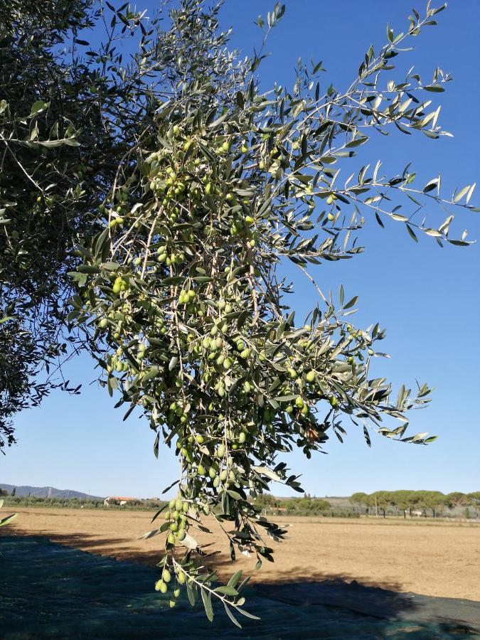 Il Podere Di Sole Roccastrada Εξωτερικό φωτογραφία